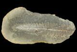 Fossil Fern (Pecopteris) Pos/Neg - Mazon Creek #121189-1